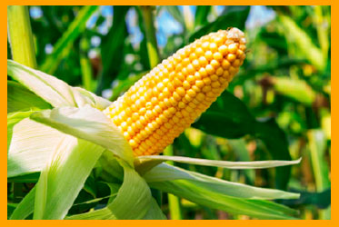 corn